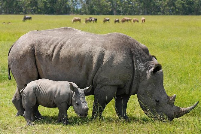 3 Days Masai Mara National Reserve Safari - Key Points