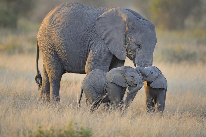 3 Days Nyerere NP [Selous GR] Game, Walking and Boat - Good To Know