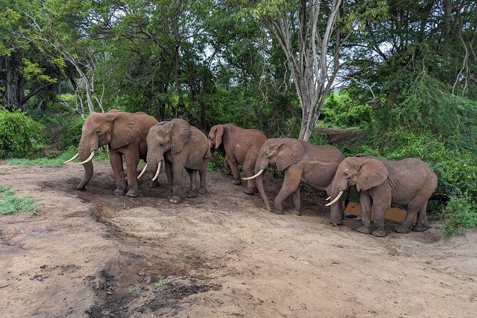 3 Days Safari Tsavo East and Taita Hills Saltlick Lodge - Key Points