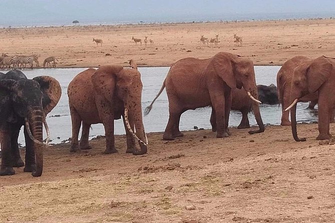 3 Days Safari Tsavo East and West - Good To Know