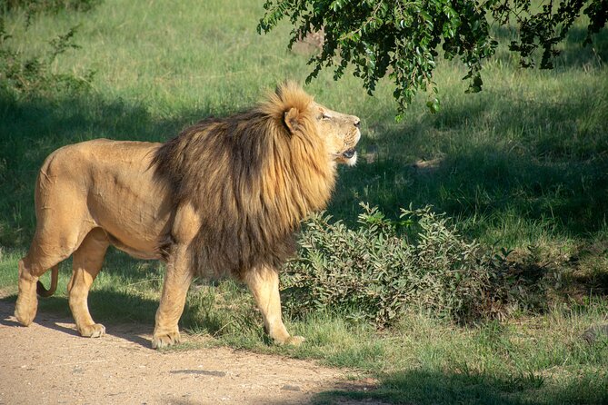3 Days Tanzania Budget Group Joining Safari Tour - Good To Know