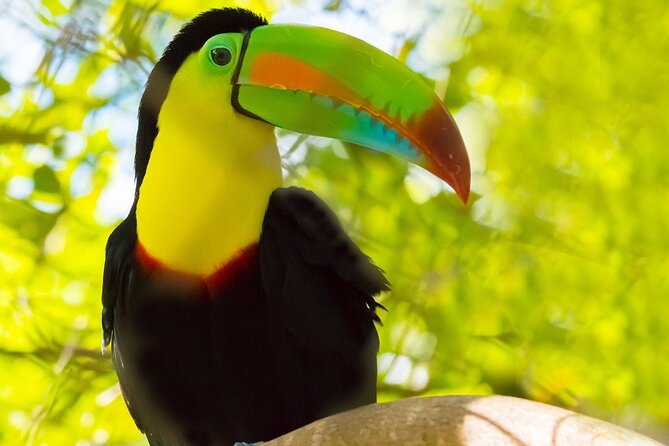 3-hour Belize Birdwatching Guided Tour - Good To Know