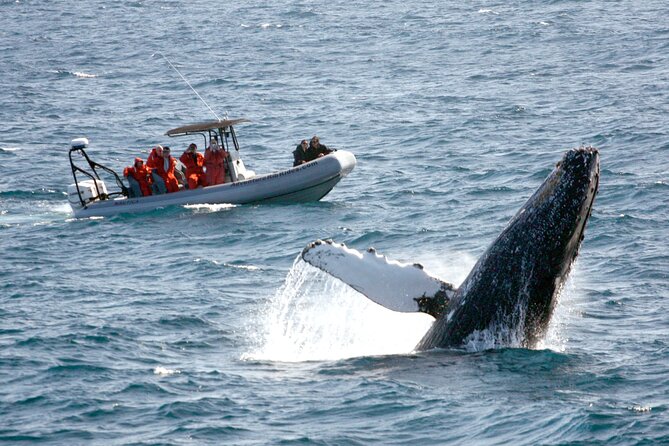 3-Hour Guided Whale and Dolphin Watching Experience in San Diego - Good To Know