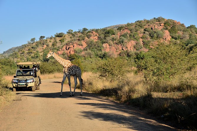 3-Hour Private Game Drive of Pilanesberg National Park - Good To Know