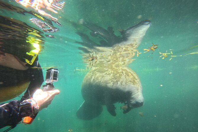 3 Hour Private Manatee Snorkel Tour - About Your Stay