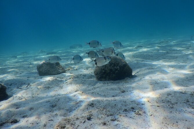 3 Hour Private Scuba Diving Experience - Good To Know
