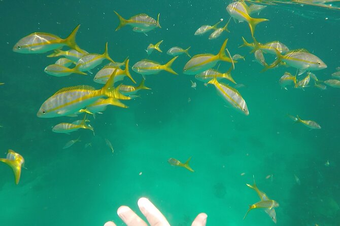 3 Hour Private Snorkeling in Marathon Florida - Good To Know