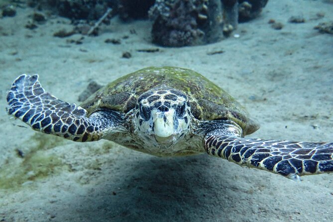 3-Hour Shore Dive or Snorkel Experiences in Aqaba - Good To Know