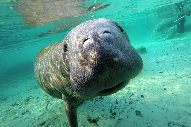 3 Hours Manatee Swim Tour in Florida - Good To Know