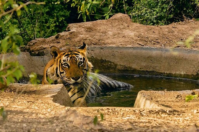 03 Days Private Wildlife Ranthambore Tiger Tour From Jaipur - Transportation Information
