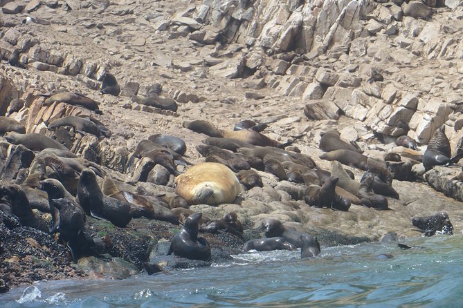 1.5-Hour Seal Viewing Boat Tour in Plettenberg Bay - Accessibility and Participation