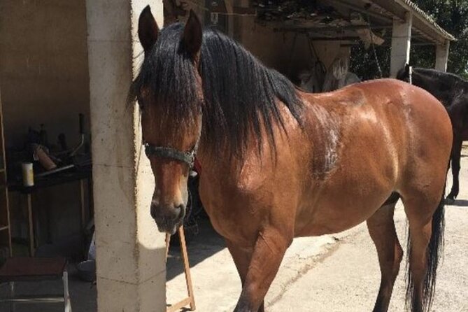 1.5 Hr Horseback Riding Montevideo, Uruguay, With Transportation - Guest Reviews and Ratings
