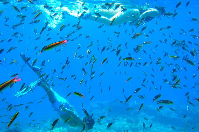 1 Day Espiritu Santo Island Wonders, Sea Lions and Paddleboard Adventure - Booking Information