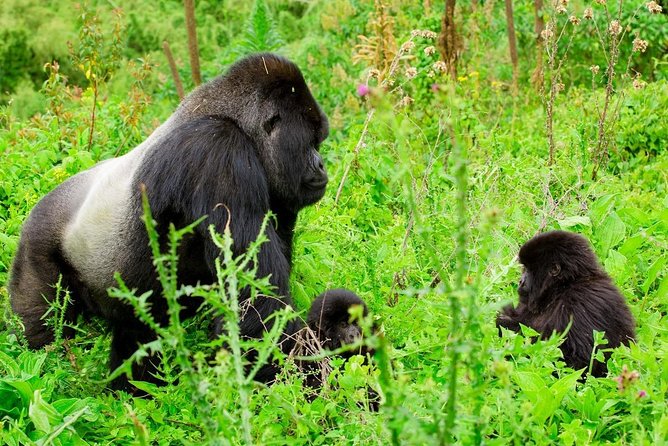 1 Day Gorilla Trekking Safari Tour - Inclusions of the Safari