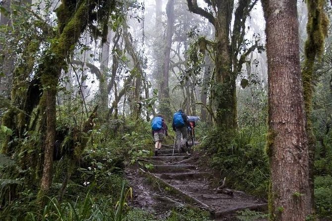1 Day Kilimanjaro Climb via Machame Route - Daily Schedule and Availability
