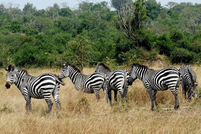 1 Day Lake Mburo National Park Short Safari From Kampala - Reviews and Feedback