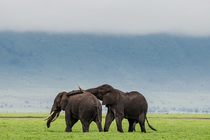 1-Day Ngorongoro Crater Group Safari - Pickup and Drop-off Details