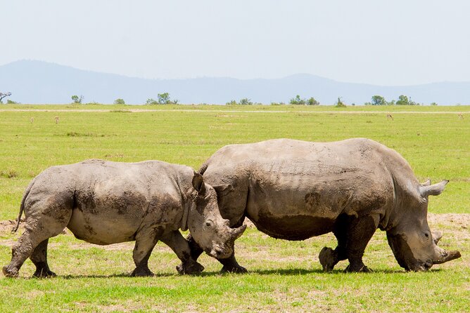 1-Day Ol Pejeta Conservancy Safari - Encountering Baraka, the Blind Rhino