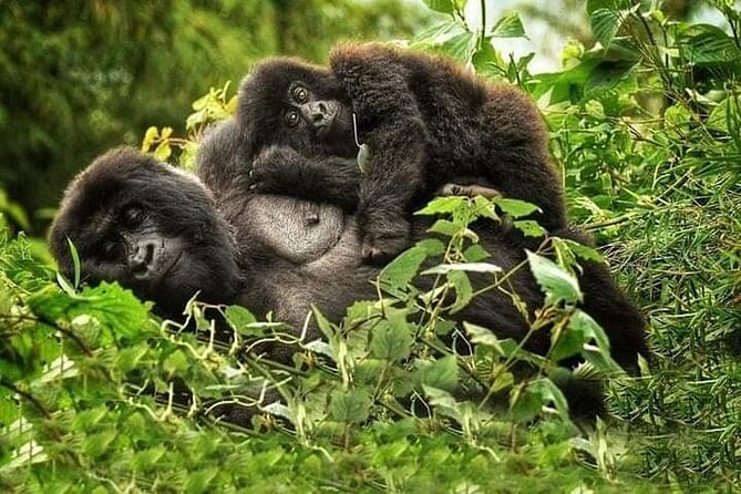 1 Day Rwanda Gorilla Trekking Tour In The Volcanoes National Park - Inclusions and Exclusions