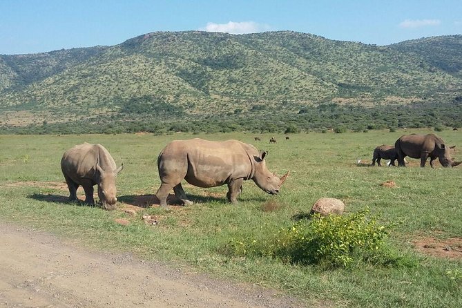 1 Day Safari From Johannesburg - Safari Experience