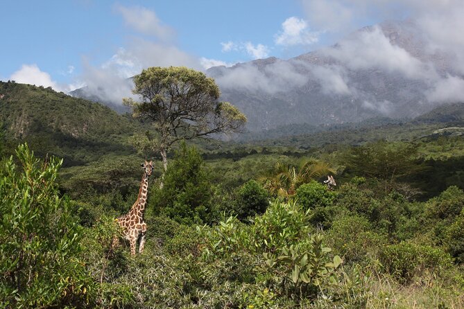 1 Day Short 4x4 Safari: ARUSHA NATIONAL PARK Incl. Lodge-Lunch - Meal Inclusions