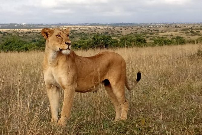 1 Day Tour Nairobi National Park,Giraffe Center&Karen Blixen - Transportation Details