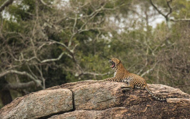 1-Day Tour of Both Yala and Udawalawe National Parks - Itinerary Details