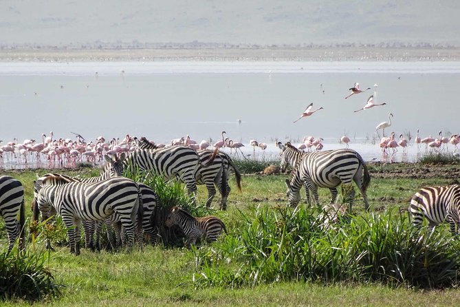 1-Day Tour to Ngorongoro Crater - Pickup and Meeting