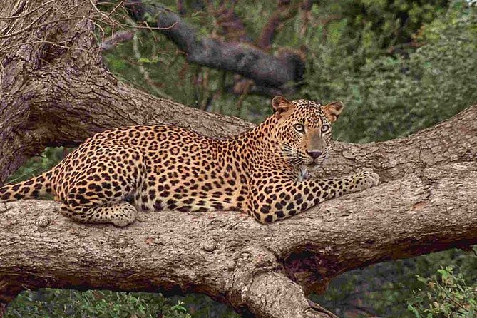 1 Day Tour to Yala National Park or Udawalawe National Park - Health and Accessibility Considerations