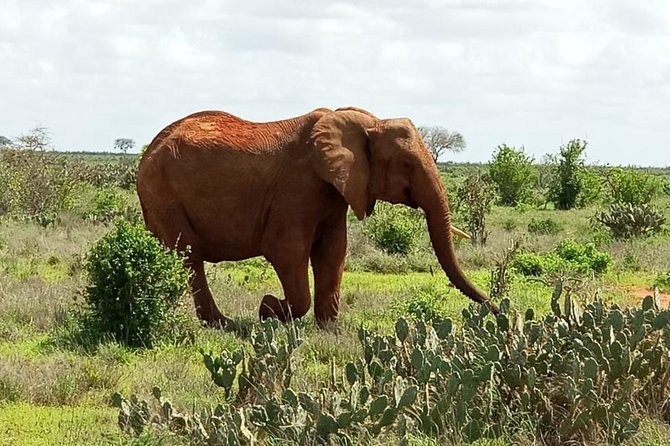 1 Day Tsavo East Safari ( Minimum 2 Pax) - Meeting and Pickup Information