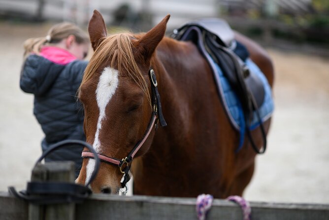 1-Hour Small-Group Horseback Riding Guided Activity From Ljubljana - Booking Information