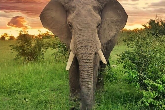 10-DAY African Safari in Uganda From Kampala - Meeting and Pickup Details
