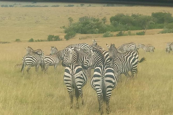11 Days Guided Group Safari in Kenya And Tanzania - Inclusions and Meals
