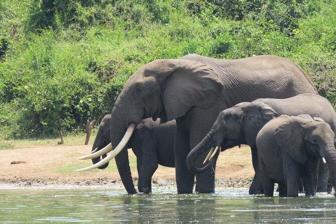 12-Day Moderately Priced Pearl of Africa - Uganda Private Safari - Permits and Fees Breakdown