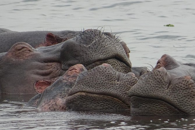 12 Days Memorable Experience Tour in Uganda - Accessibility and Participation
