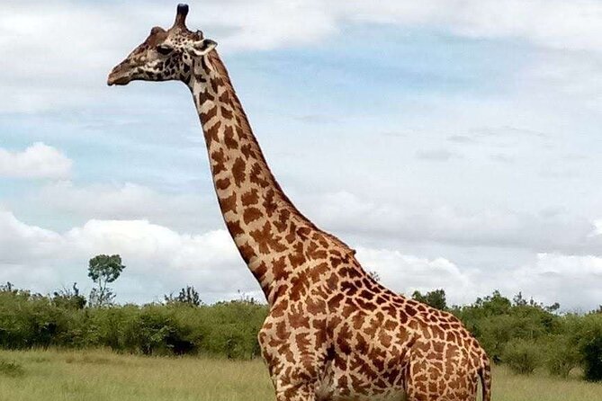 14-Day Serengeti Maasai Mara Amboseli Tarangire Zanzibar - Dining Experiences