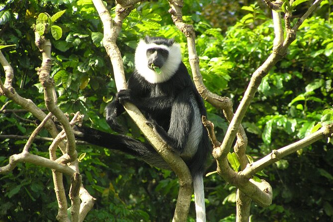 15-Day Ghana Wildlife Private Tour - Pricing Details