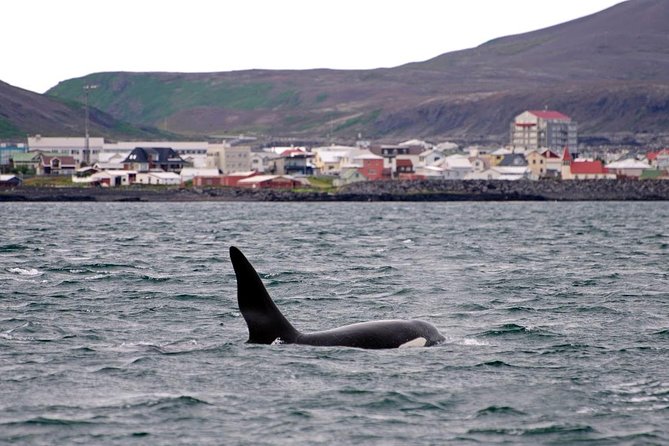 1hr ATV Adventure & Whale Watching Combination Tour From Reykjavik - Pickup and Meeting Information