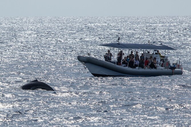 2.5 Hours Whale Watching On A 41 Super-Raft - Pricing and Payment Options