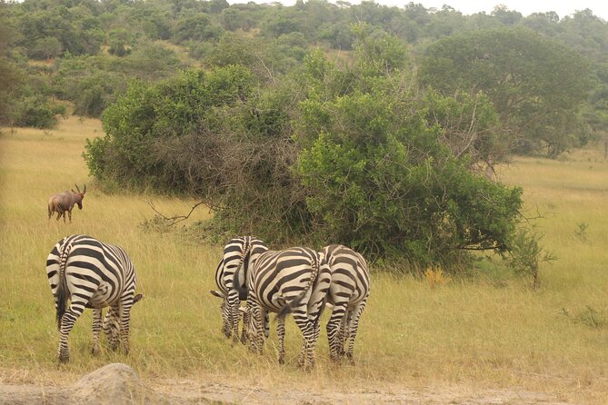 2 Day Lake Mburo National Park Wildlife Safari - Inclusions and What to Expect