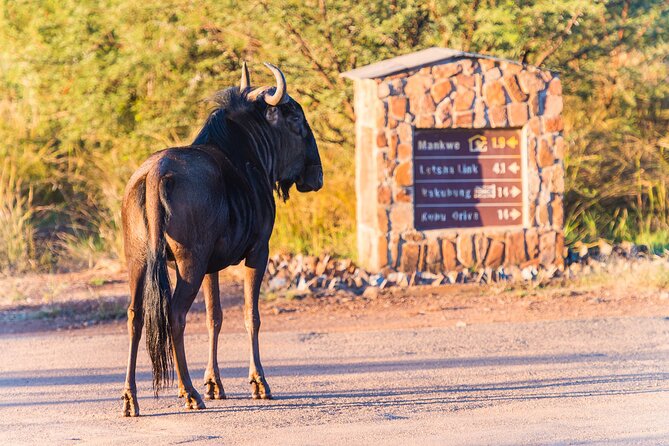2 Day Pilanesberg Camping Safari - Game Drive Experiences