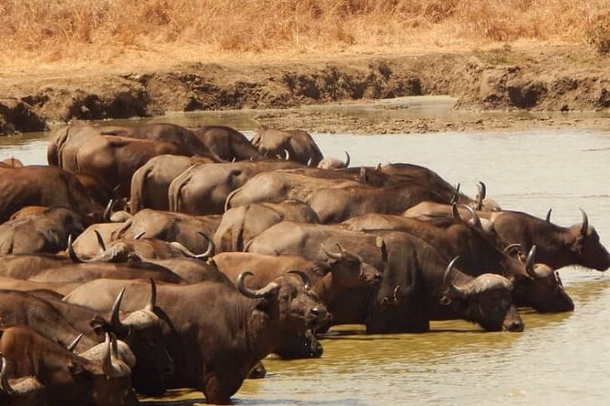 2-Day Private Mikumi National Park Tour From Dar Es Salaam - Pickup Information