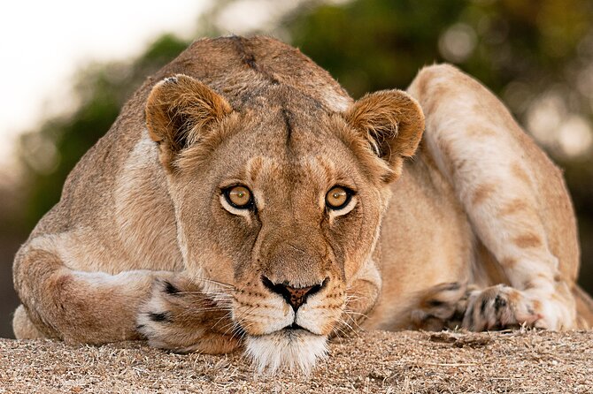 2-Day Sublime Safari to Tarangire and Ngorongoro Safari - Safari Highlights and Experiences