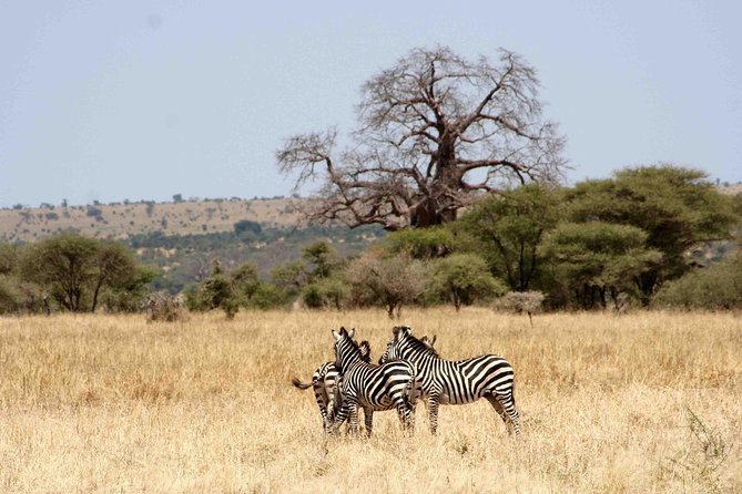 2 Day: Tarangire and Ngorongoro Crater - Included Meals and Accommodations