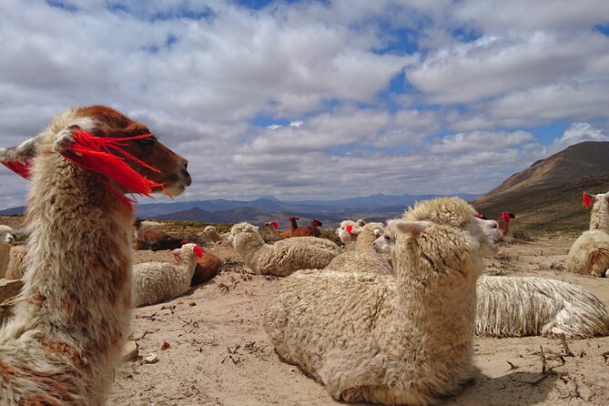 2 Day Tour to Colca Canyon - Meeting and Pickup Details
