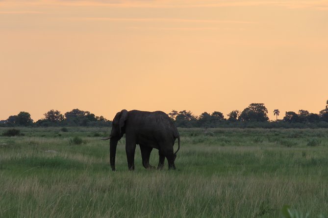 2 Day Wilderness Trail: Okavango Delta and Moremi - Camping Safari - Essential Inclusions