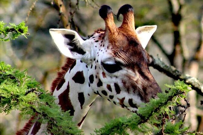 2-Day Wildlife Safari in Lake Mburo National Park - Inclusions and Amenities
