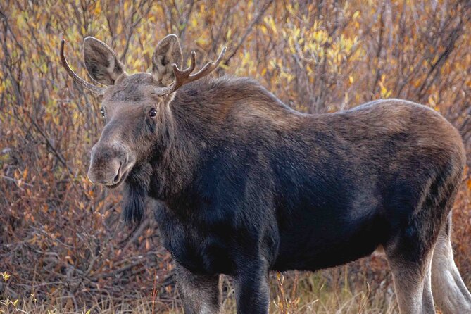 2-Day Yellowstone Tour Lower and Upper Loop Guided Tour - Guide Experience