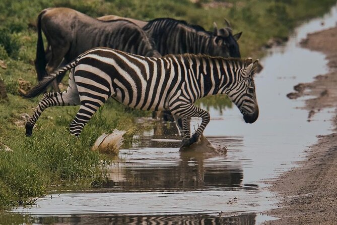 2 Days 1 Night Mikumi National Park: a Perfect Private Safari - Safari Activities and Highlights