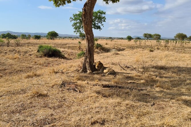 2 Days/ 1 Night Mikumi Tanzania National Park Safari - Pickup and Transportation